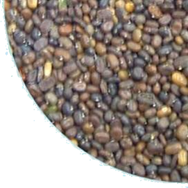 semente soja perene2